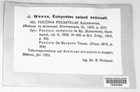 Puccinia ustalis image
